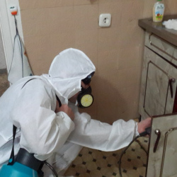 Дезинфекция от муравьев в квартире в Краснокаменске